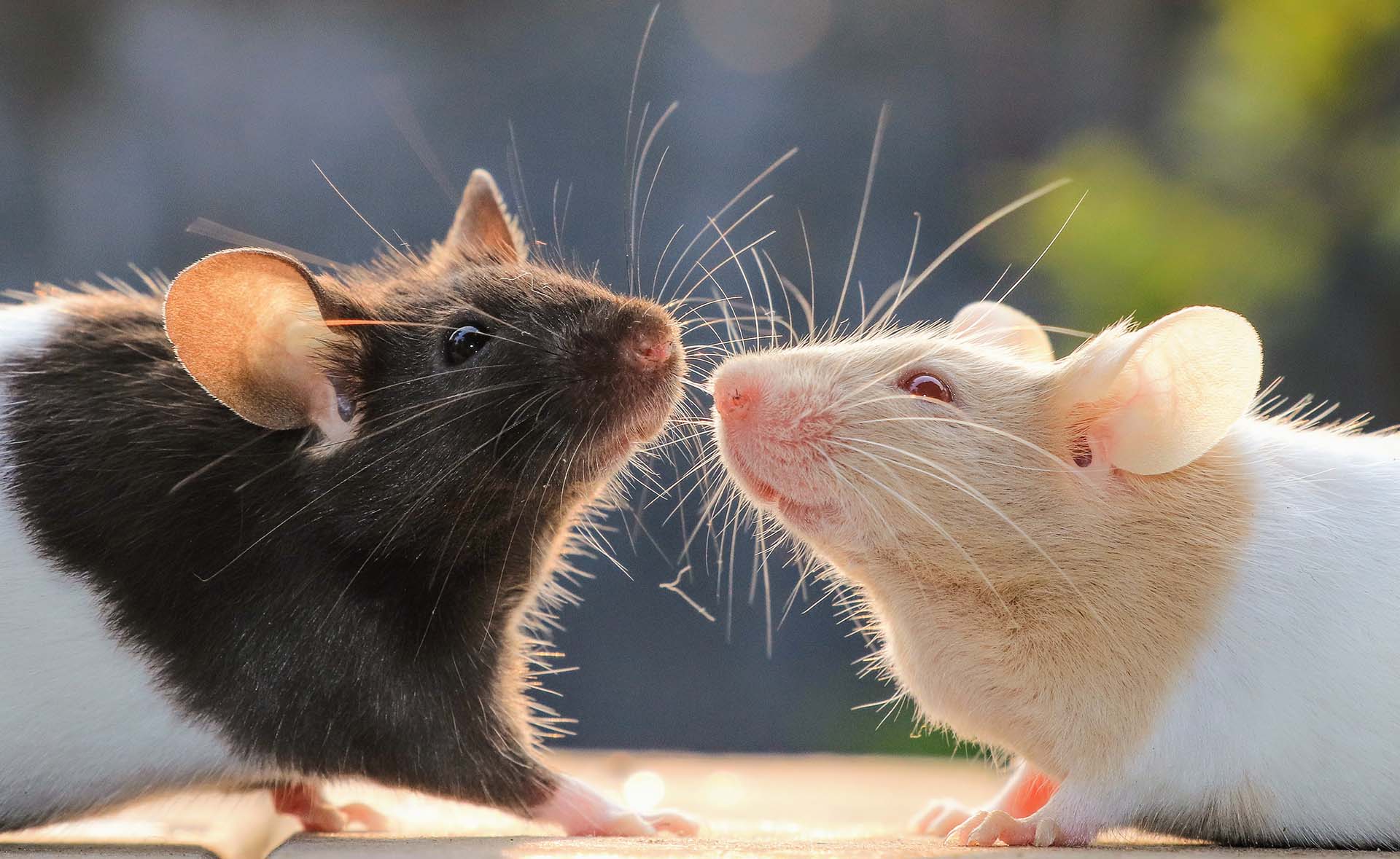 Tierärztin Ulm / Neu-Ulm - Kleintierpraxis Bernick Ulm