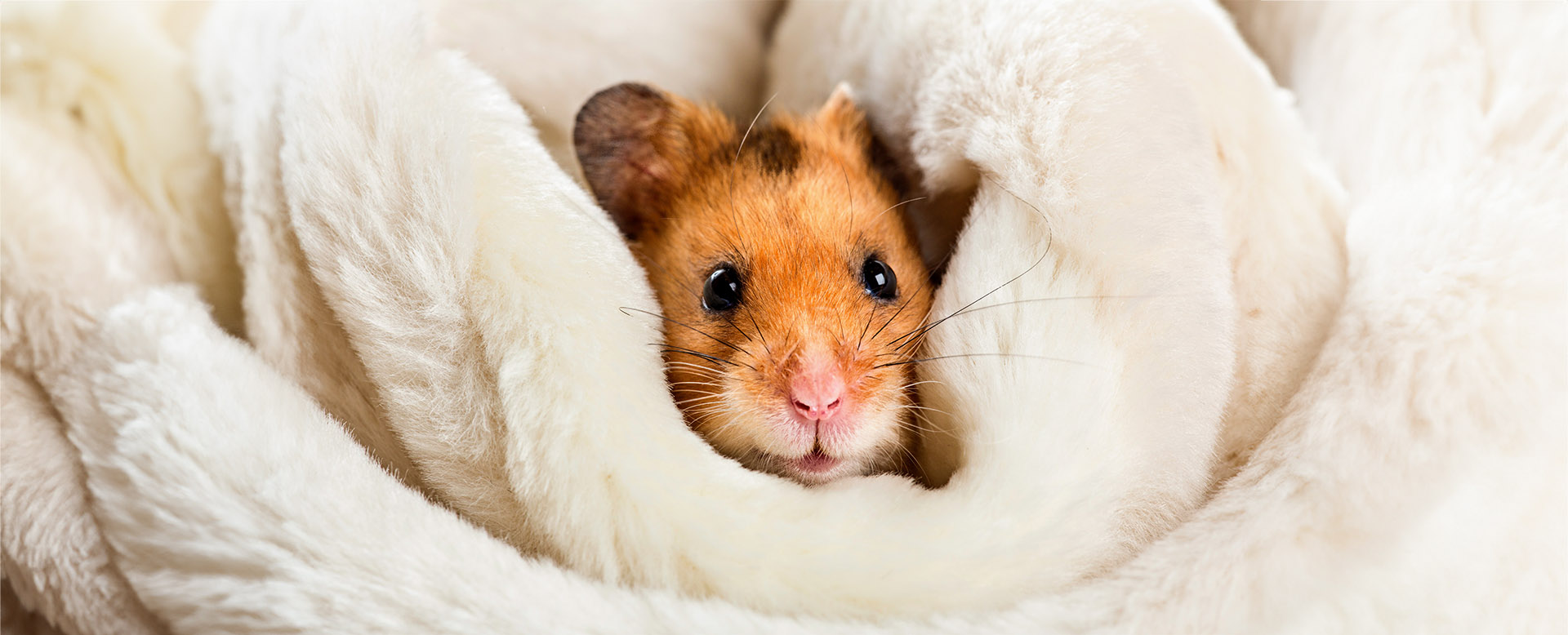 Tierärztin Ulm / Neu-Ulm - Kleintierpraxis Bernick Ulm