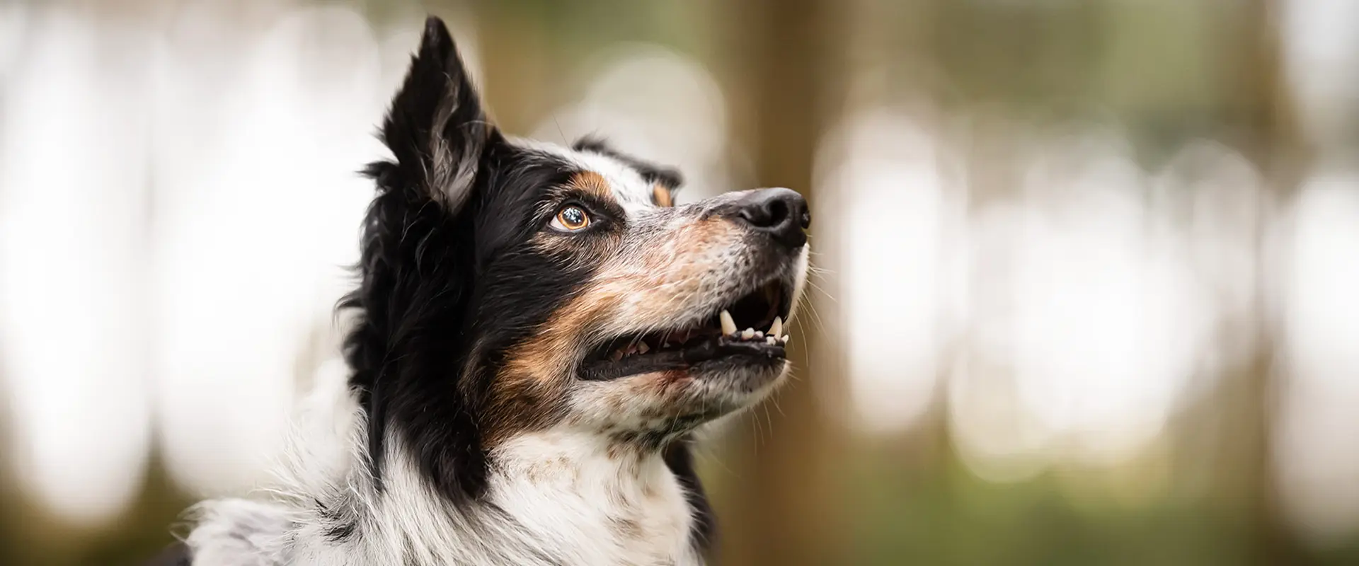 Tierärztin Ulm / Neu-Ulm - Kleintierpraxis Bernick Ulm