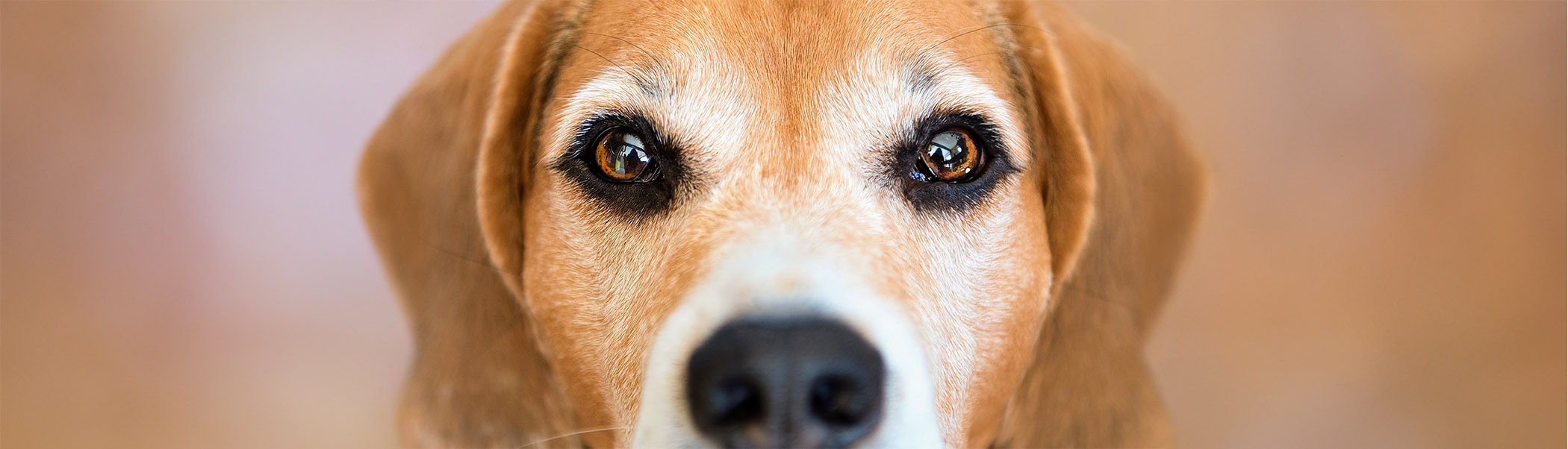 Tierärztin Ulm / Neu-Ulm - Kleintierpraxis Bernick Ulm